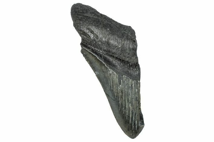 Partial Megalodon Tooth - Serrated Blade #248435